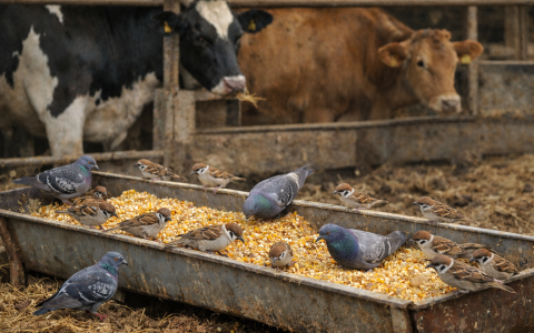 🐓採購「AI 驅鳥設備」